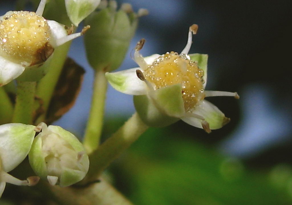 Aralia Sieboldii